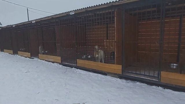 Пшено- ячневая каша для лаек смотреть онлайн