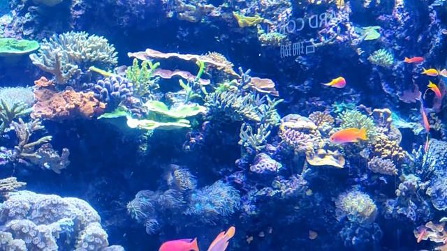 SEA Aquarium Singapore 2019 , Resorts World Sentosa смотреть онлайн