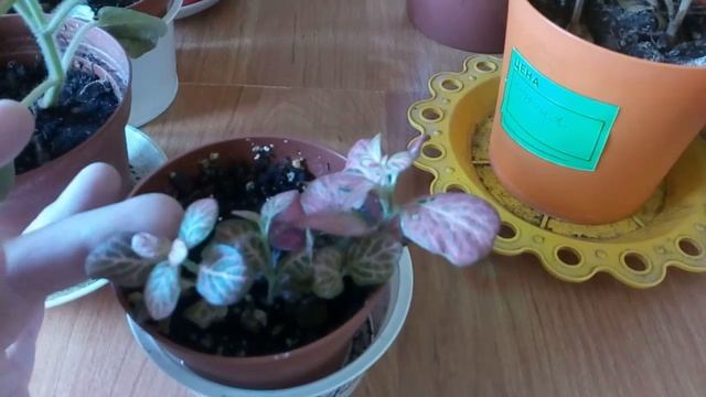 Обзор фитоний и немножко других растений. смотреть онлайн