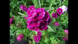 Гвоздика турецкая нашего сада.