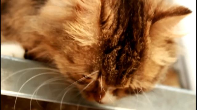 ТЕСТ FULL HD VIDEO МОЕЙ КАМЕРЫ CANON EOS 550 D