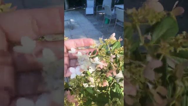 Метельчатая гортензия Конфетти - новинка в моем саду #гортензии #метельчатыегортензии #обрезка #сад