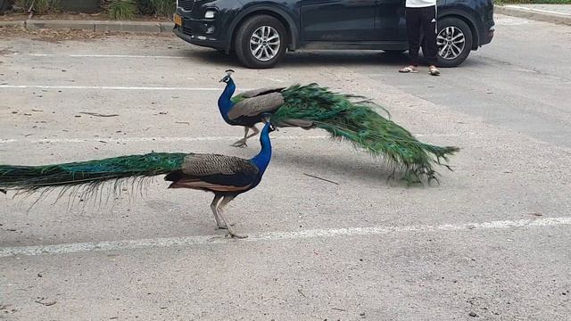 Павлины дерутся из-за самки павлина смотреть онлайн