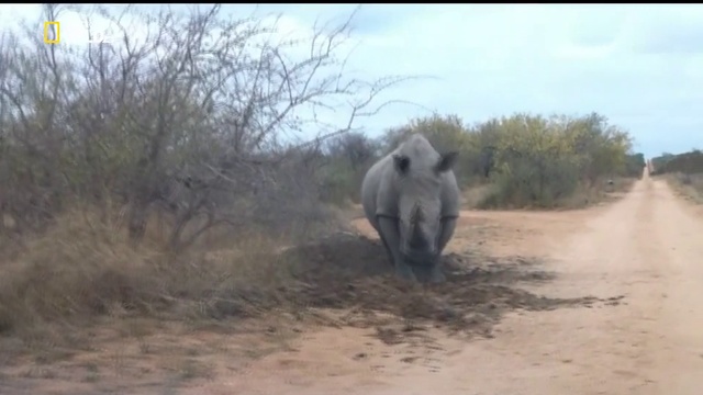 Носороги смотреть онлайн