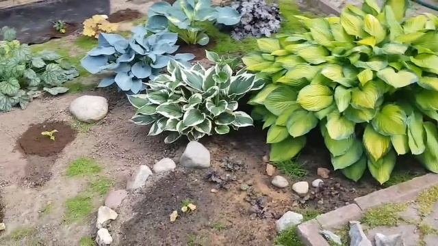 Хостарий. Хосты, гейхеры и тд смотреть онлайн