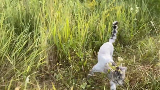 Кот на рыбалке. Отдых котика на природе!!! Fishing cat. Rest of the cat in nature!!! смотреть онлайн