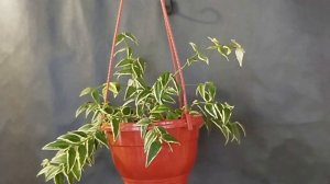 Близ-обзор сорта - Хойя Белла альбомаргината