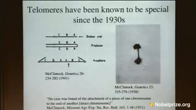 2009 Nobel Lecture in Physiology or Medicine by Jack W. Szostak смотреть онлайн