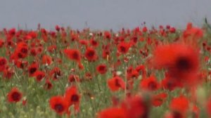 Маки, Алматинская область, Казахстан, за Куртинским водохранилищем.