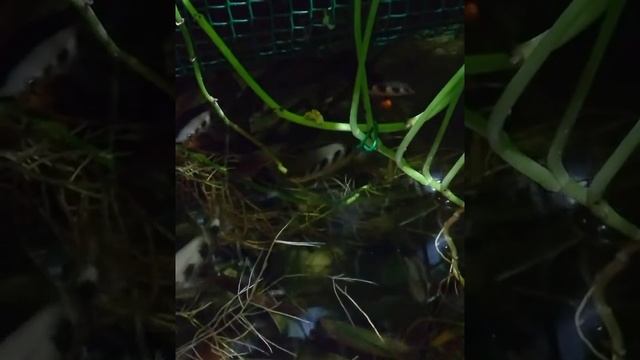 брызгуны Охота смотреть онлайн