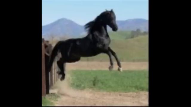самые красивые лошади смотреть онлайн