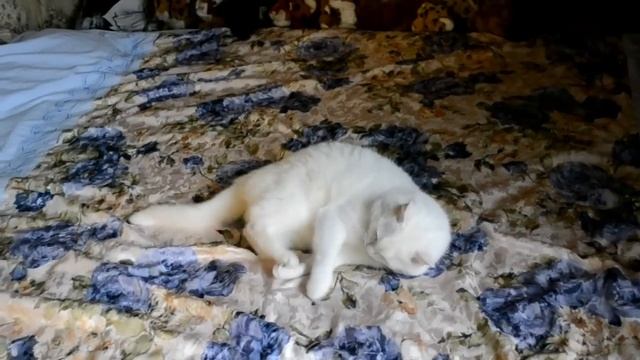 Злой кот дрыгает лапками смотреть онлайн