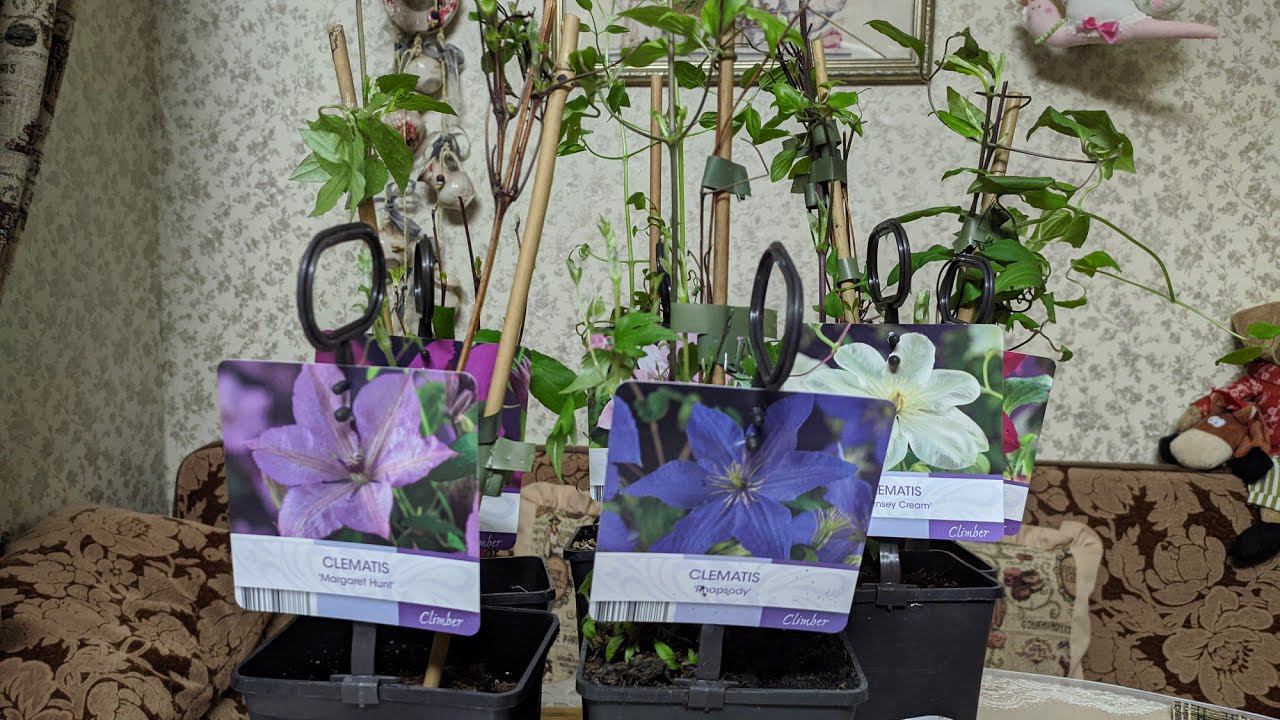 Покупки для любимого сада. смотреть онлайн