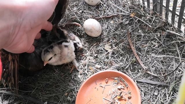 Курочка выводит цыплят смотреть онлайн