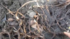 Пересаживаю пион тонколистный