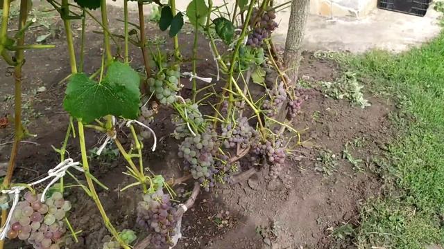 Сорти винограду "Чарлі, Русбол, Катавба, Дашенька" смотреть онлайн