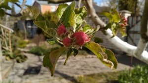 Чтобы яблоня плодоносила каждый год нужно...