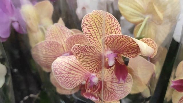 №552/ ДОЛГОЖДАННАЯ поставка ОРХИДЕЙ в  OBI.