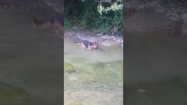 Бассет смотреть онлайн