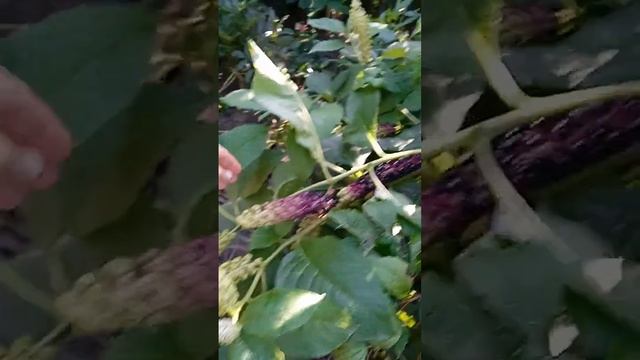 осенний променад, 2023. #садиогород #садовод #гортензия #красноармейск #мытищи #пушкино смотреть онлайн