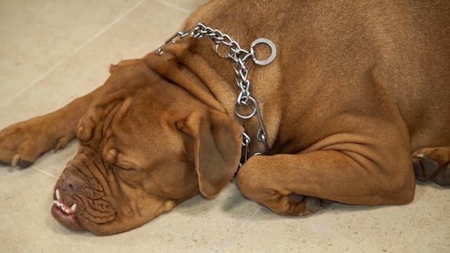 Как правильно чистить уши собаке? Школа ответственного хозяина. Выпуск 2 смотреть онлайн