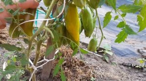 Дегустация томатов. Болото выбрасывает Зеленую Сосиску из своих стройных рядов.