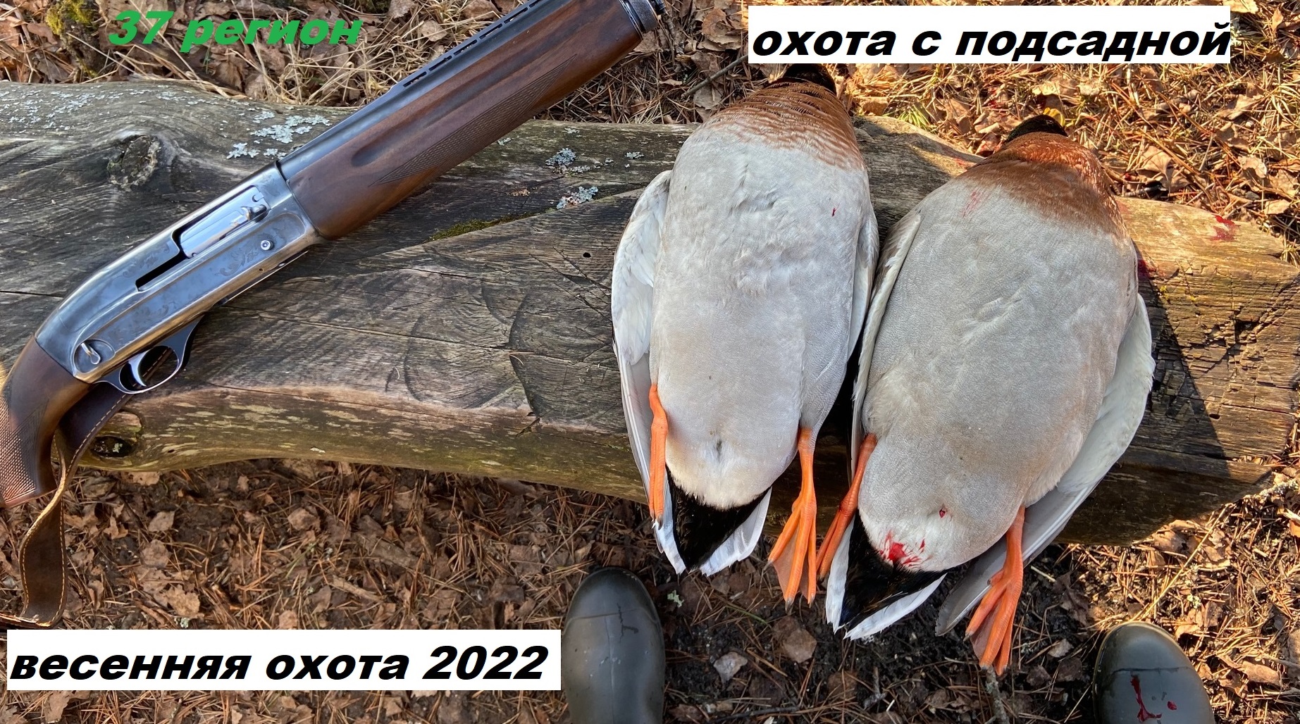 Весенняя охота с подсадной 2022. весенняя охота на селезня с подсадной смотреть онлайн