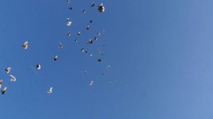 Голуби Юры Часовщика Красный отлетал 2:10. выпуск-10