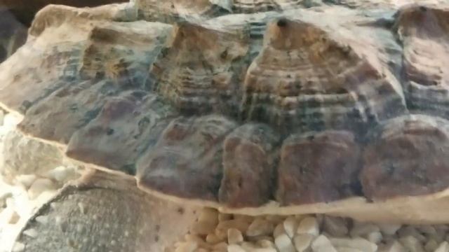 10 видов черепах которых можно содержать в аквариуме. смотреть онлайн