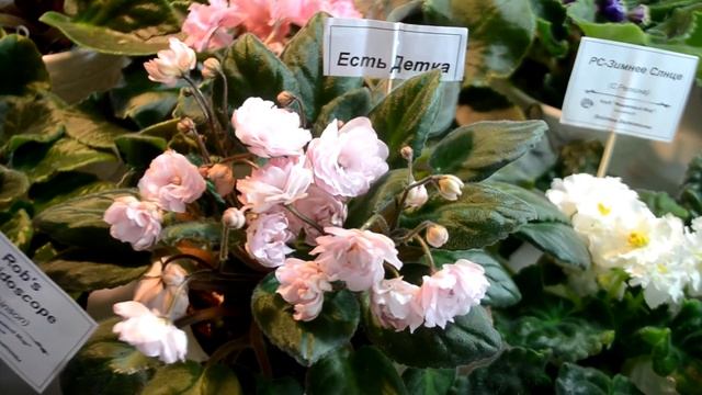 Выставка фиалок и стрептокарпусов (клуб "Фиалковый мир") смотреть онлайн