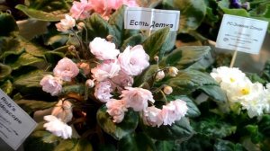 Выставка фиалок и стрептокарпусов (клуб "Фиалковый мир")