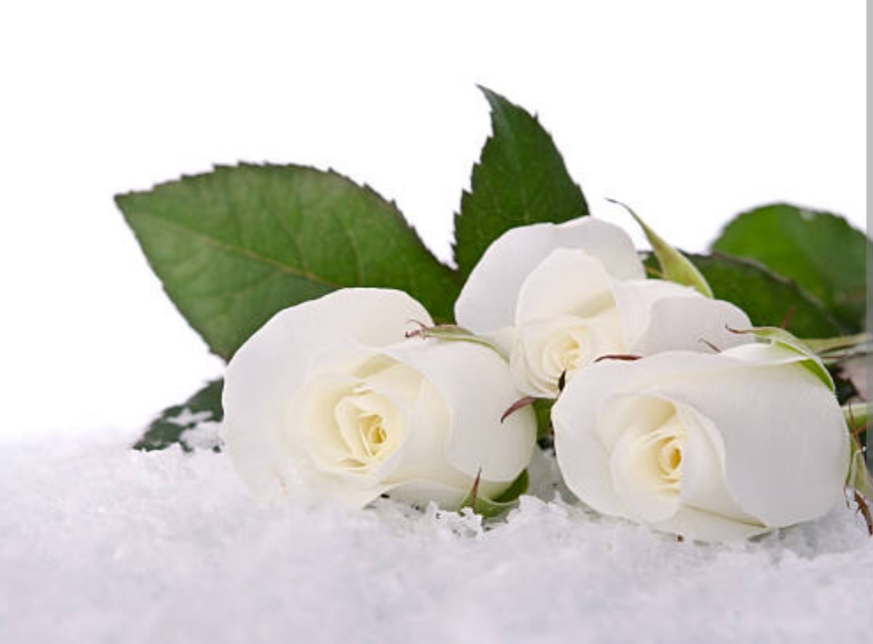 Белые розы. смотреть онлайн