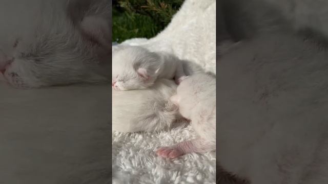 Шотландские белые котята смотреть онлайн