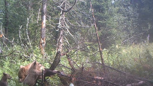 Видеоловушка №5 НП Таганай Медведица с тремя медвежатами смотреть онлайн