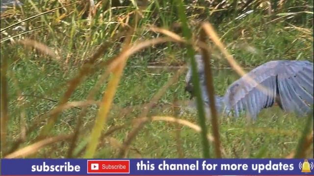 Shoebill Stork | Shoebill Life Facts | Big Unique Bird | Animal Deep Life