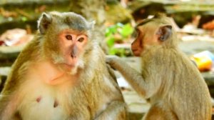 The best monkey come to join grooming and finding lice to eat , sweet monkey grooming