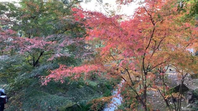КИОТО. Прогулка к святилищу тысяч красных ворот Фусими Инари смотреть онлайн