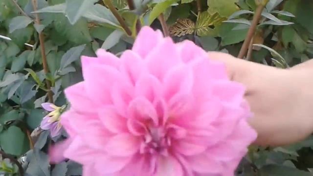 Георгина в саду смотреть онлайн