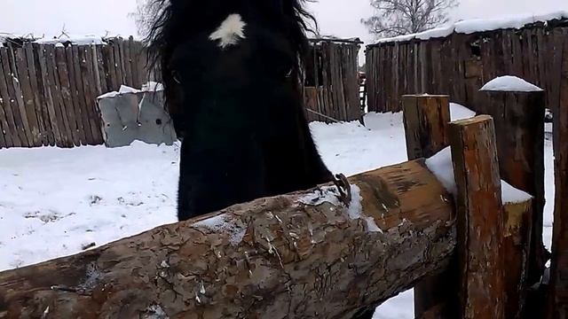 Лошадь Першерон (Жеребец) Percheron 2014 смотреть онлайн