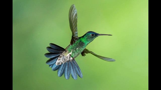 Hummingbird, Колибри - самая маленькая птица в мире смотреть онлайн