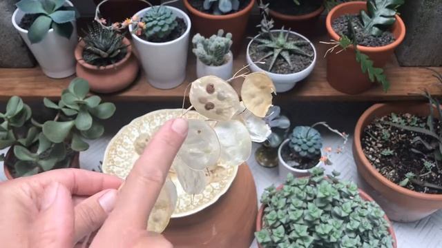 Lunaria Seed Harvest (part 1 of 2) смотреть онлайн