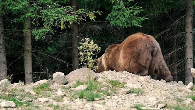 Grizzly bear Vs Polar bear: differences And Facts | Wildlife Documentary смотреть онлайн