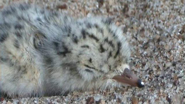 Одиссея-4 2005 года смотреть онлайн