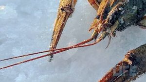 Как ловить раков зимой?