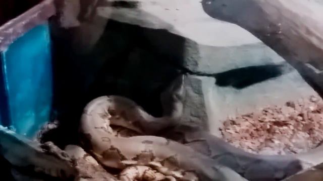 Лето в киевском зоопарке #1 смотреть онлайн
