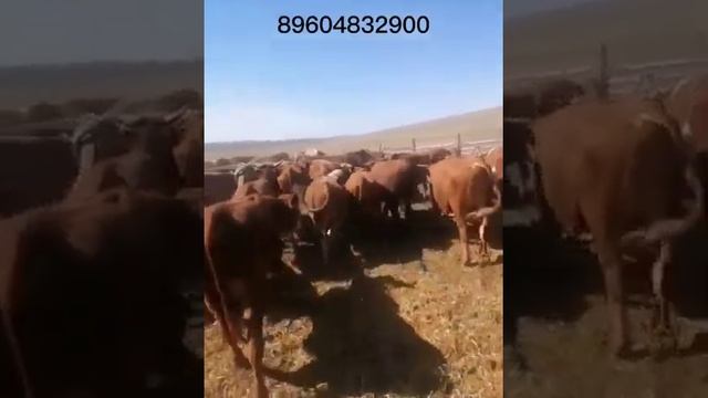 кфх краснополянский 89604832900 бычки герефорды сементалы полтарашки смотреть онлайн