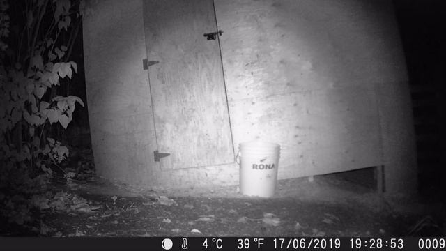 All the Night Time Visitors to the Chicken Coop!!!! Cats, Raccoons, Skunks, Dogs OH MY! смотреть онлайн