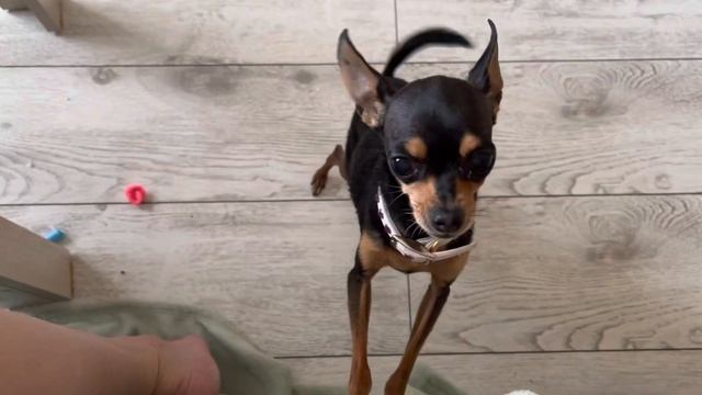 Той-терьер Стамбулик после купания смотреть онлайн