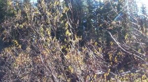 Рома Жуков   Перелетные птицы