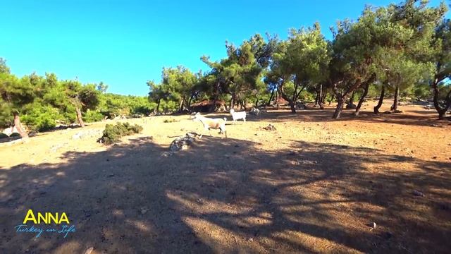 Муж увез в турецкую деревню, в горы. Турция 2019, жизнь в турции смотреть онлайн